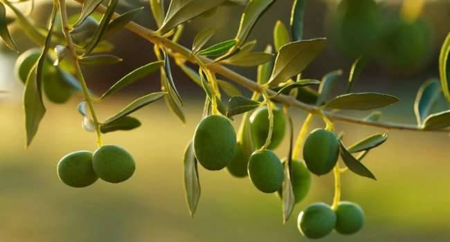 Специалисты предупредили о рекордном подорожании оливкового масла во всём мире