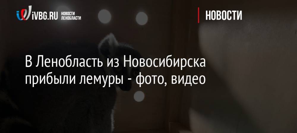 В Ленобласть из Новосибирска прибыли лемуры — фото, видео
