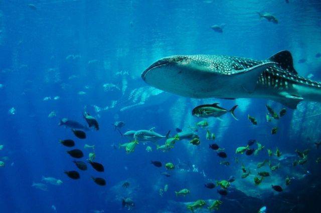 Ученые обнаружили самую большую светящуюся акулу