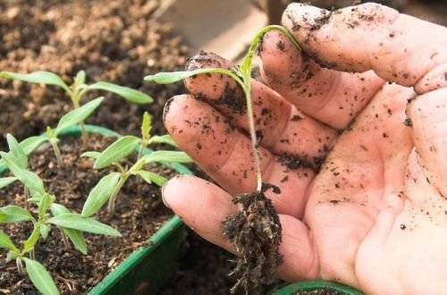Созреют уже к концу мая: новый метод выращивания рассады томатов