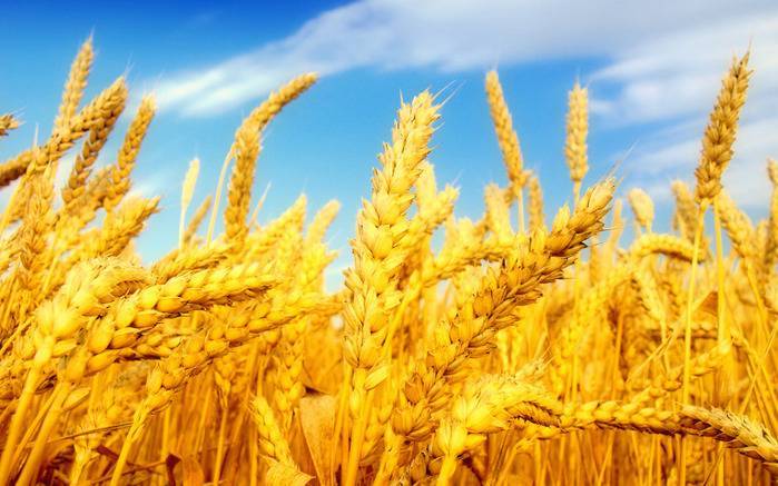 Украина своё зерно продала, теперь завозит импортное