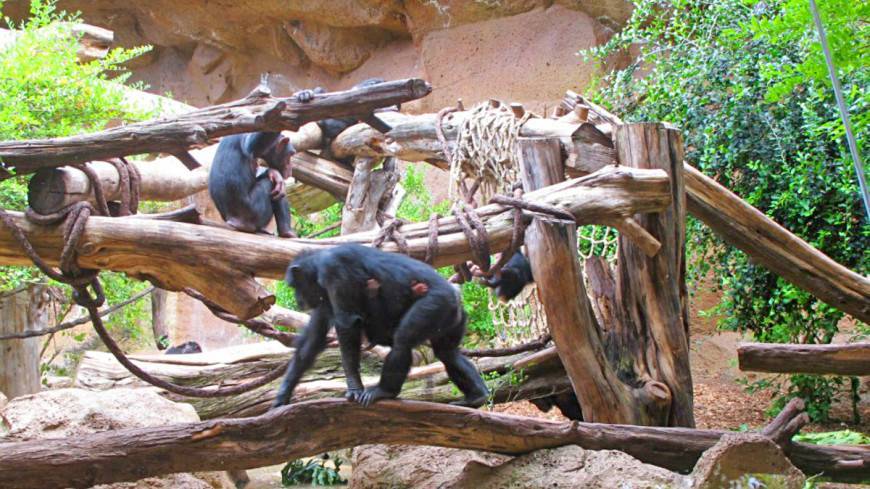 В Чехии для шимпанзе из двух зоопарков устроили видеовстречи