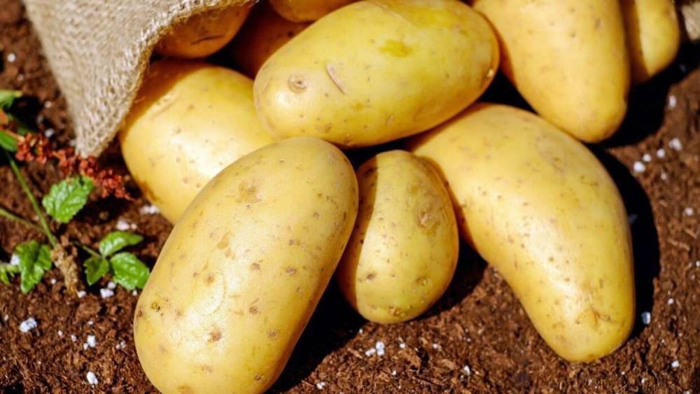 Российский диетолог развеял миф о вреде картофеля
