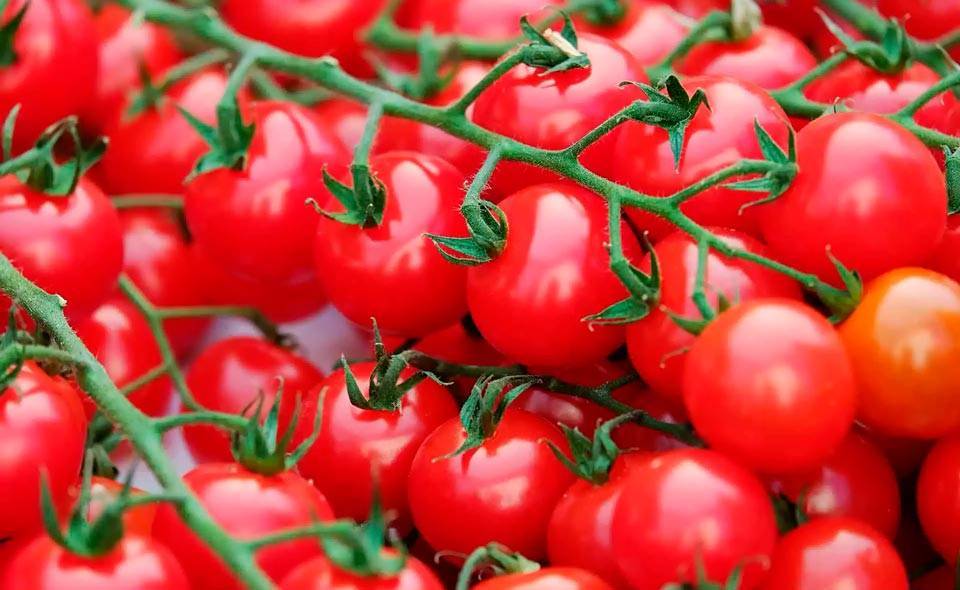 Узбекистан ужесточит контроль за качеством томатов, отправляемых в Россию