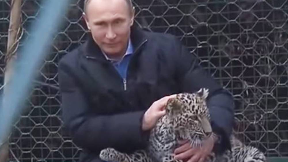 Журналист рассказал, как Путин обуздал напавшего на видеооператора леопарда