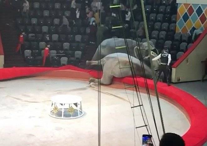 В Казани во время циркового представления подрались слоны