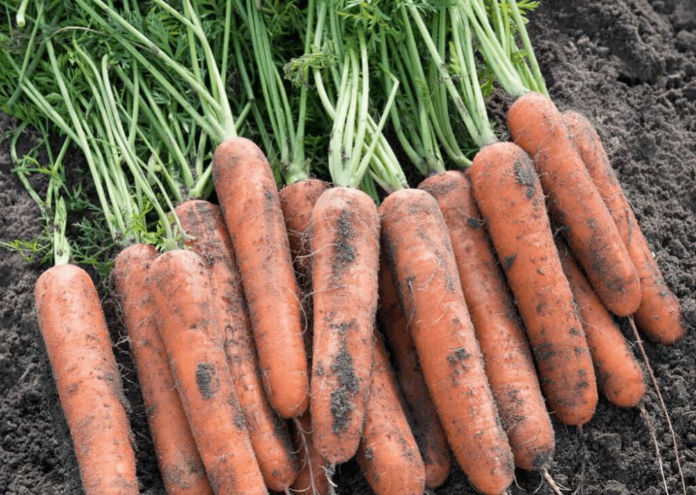 Сорт моркови Самсон: характеристика и описание, фото, отзывы