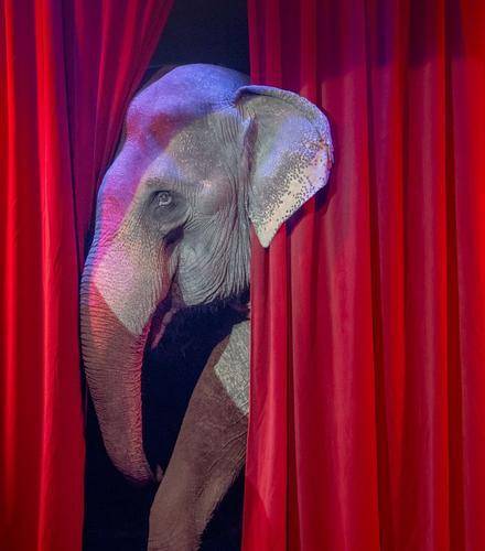 Слоны подрались во время представления в цирке Казани