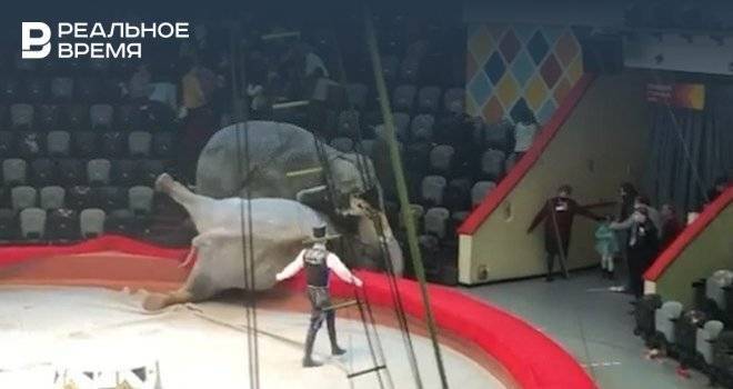 Прокуратура проведет проверку после драки слонов в казанском цирке