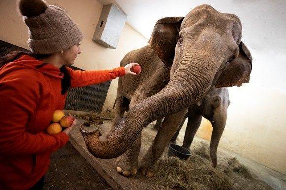 Следователи начали проверку из-за драки слонов в казанском цирке