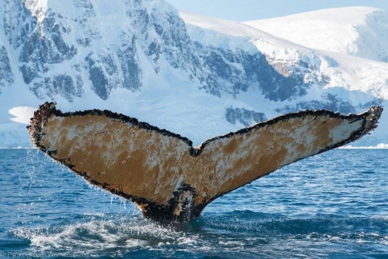Украинские полярники невольно разбудили кита, который мирно спал на воде: фото и видео