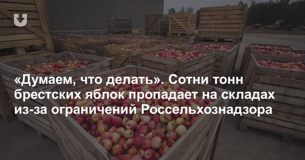 «Думаем, что делать». Сотни тонн брестских яблок пропадает на складах из-за ограничений Россельхознадзора