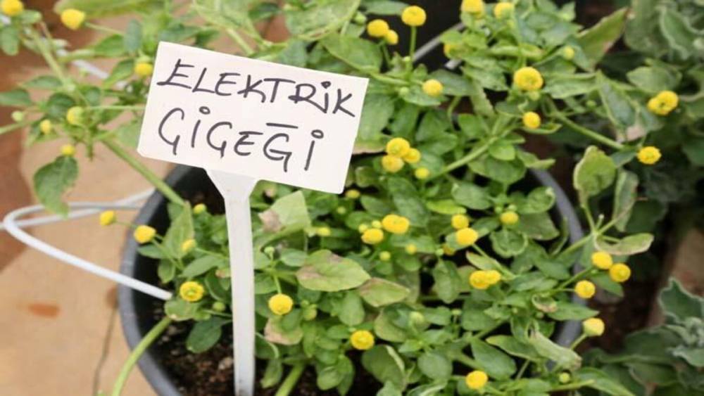 В Турции выращивают съедобные "электрические" цветы: интересное решение