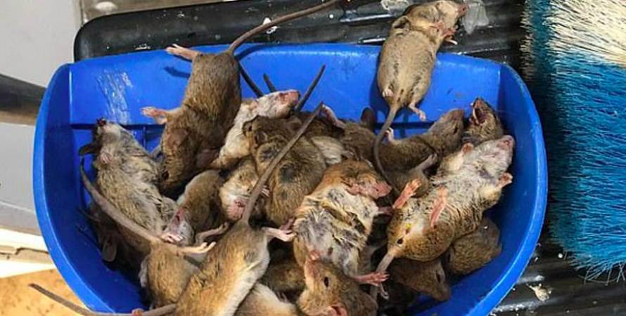 Нашествие мышей в Австралии: кусают людей и заражают лихорадкой