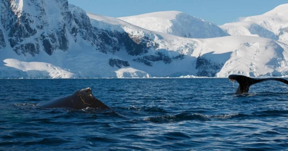 В Антарктиде украинские полярники разбудили кита: гигант "был не очень рад" (фото, видео)