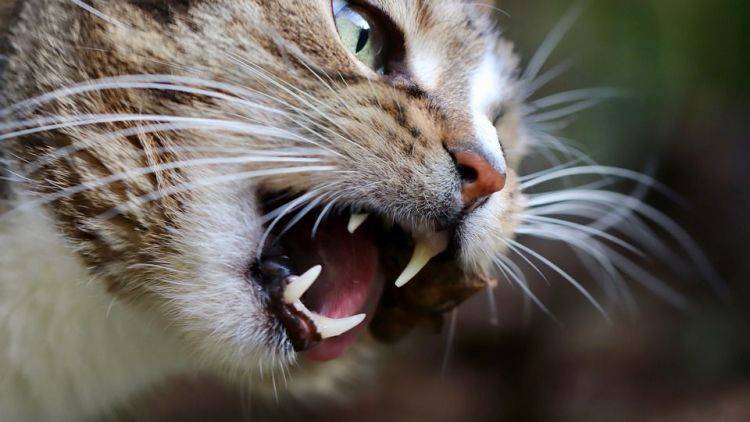 Очень страшный зверь: почему кошки бывают агрессивны