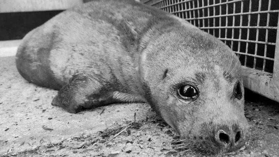 В Лондоне пришлось усыпить тюленя по кличке Фредди Меркьюри после нападения собаки