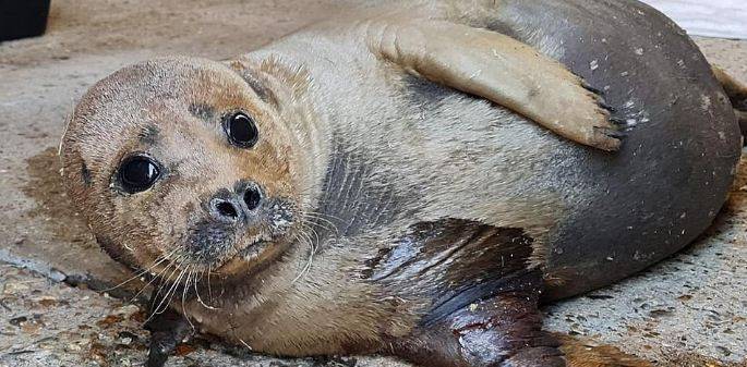 Британские ветеринары приняли решение усыпить тюленя по кличке Фредди Меркьюри