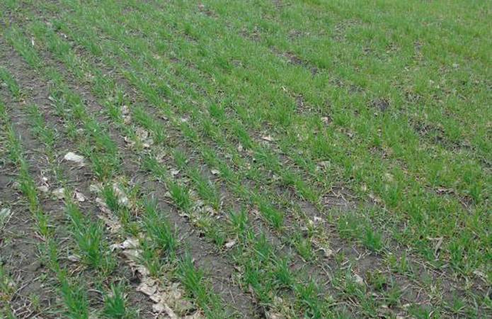 Аграрии Харьковщины увеличат зерновой клин до 1 млн га