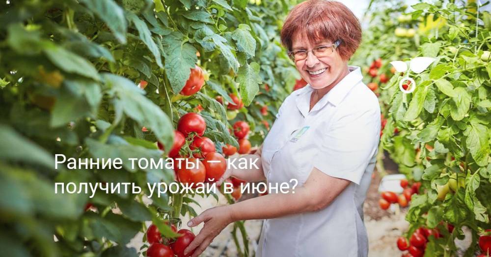 Ранние томаты — как получить урожай в июне?
