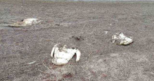 На Херсонщині від пташиного грипу загинула майже сотня лебедів