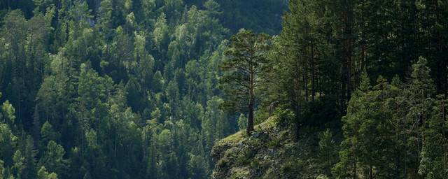 Власти РФ планируют сдавать бизнесу участки в тайге для лесопосадки