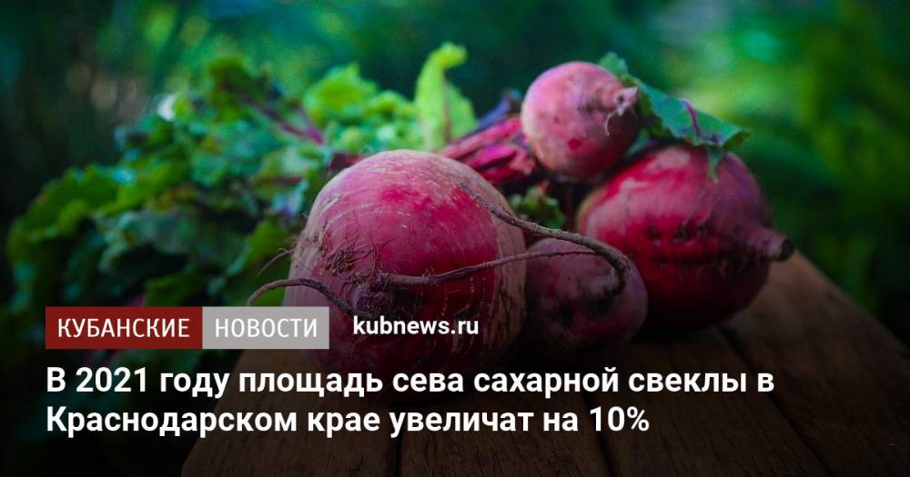В 2021 году площадь сева сахарной свеклы в Краснодарском крае увеличат на 10%