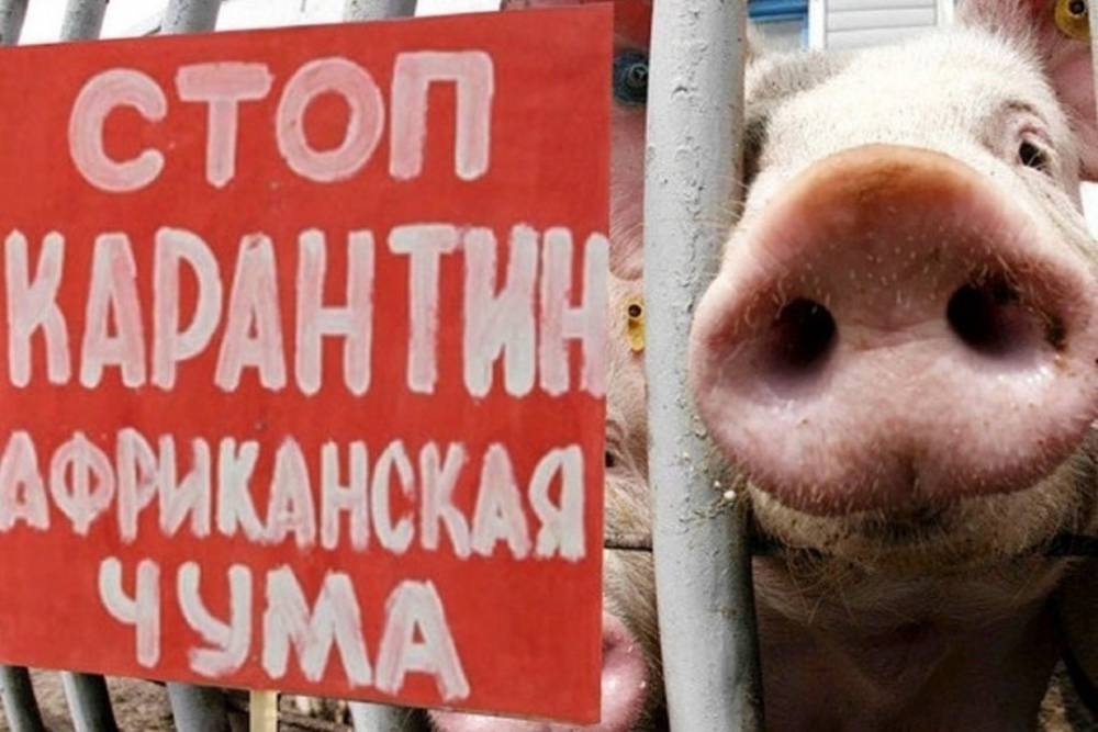 В Ярославской колонии вспыхнула чума свиней