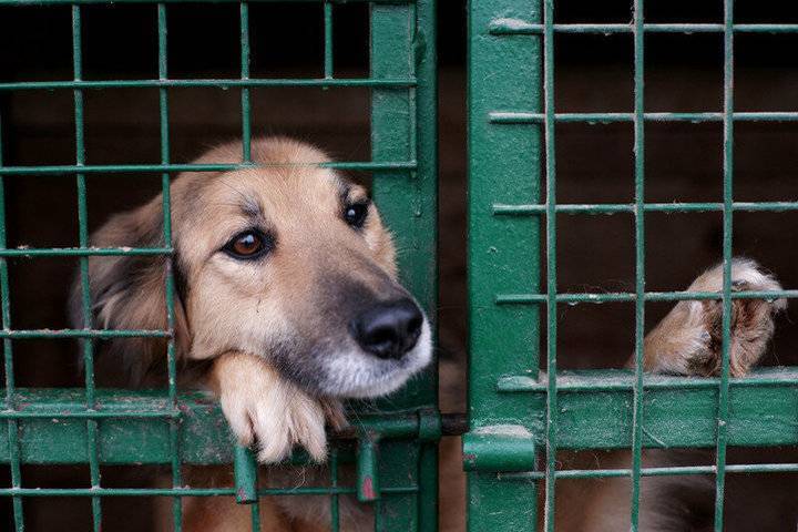 В Костромской области могут появиться новые центры для содержания бездомных собак