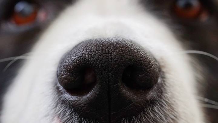Российские учёные создали электронный нос, распознающий болезни по запаху