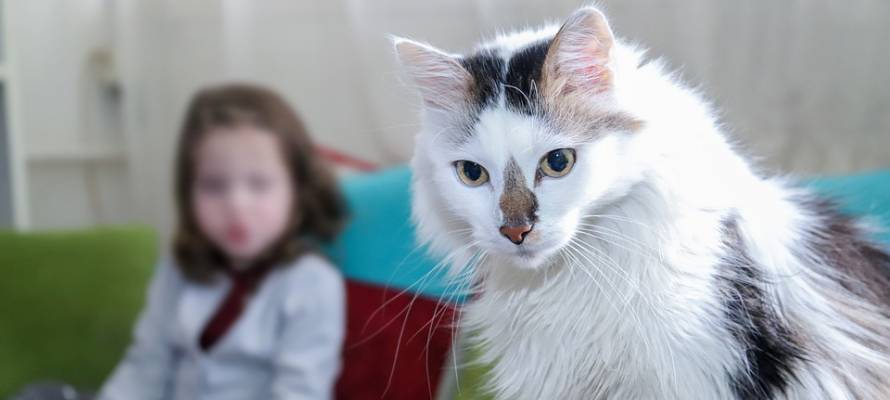 В Подмосковье нашли 6-летнюю девочку, живущую с кошками и отзывающуюся на "кис-кис"