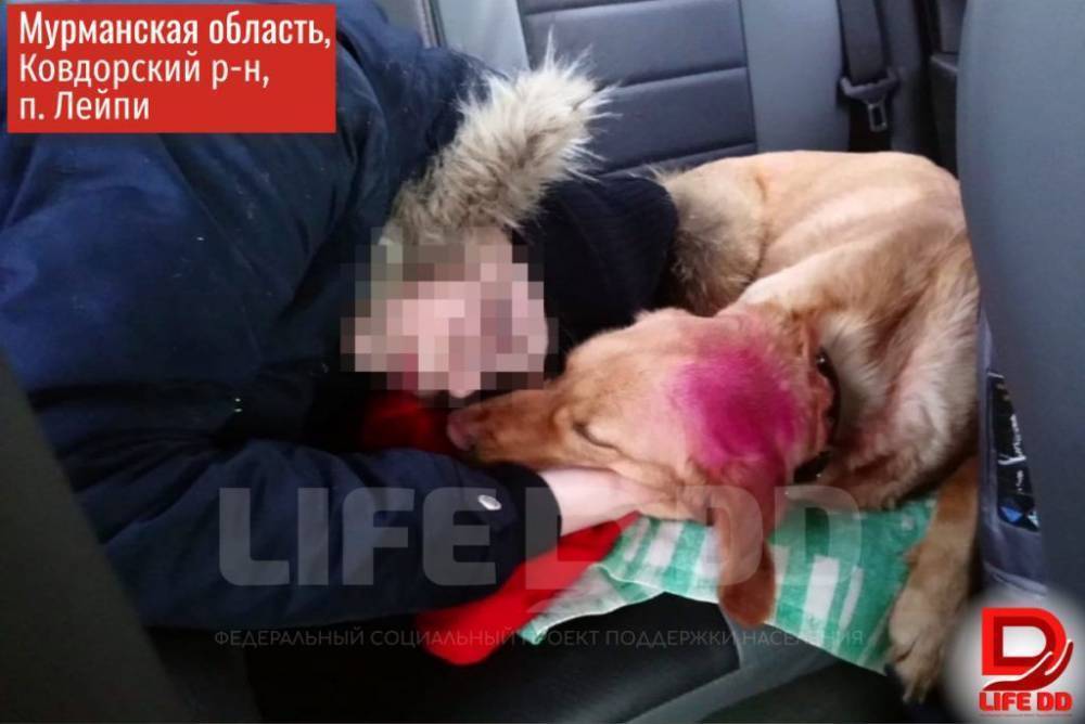 “Забрали подарок умершей дочери”: пенсионерка из мурманского села столкнулась с вымогательством службы отлова собак