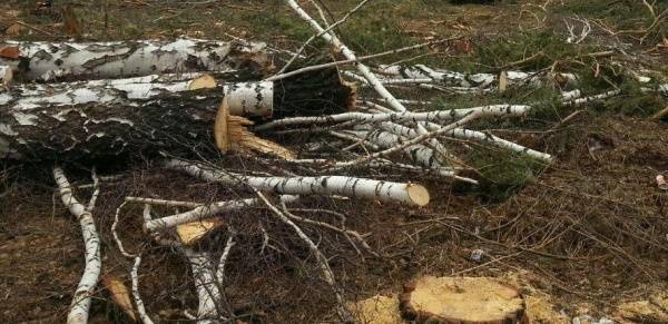 Прокуратура проверит обстоятельства гибели лесоруба в Таборинском районе