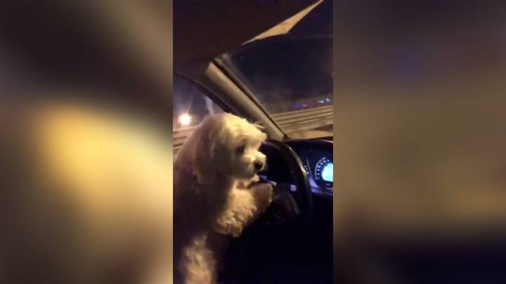 В Тюмени женщина дала порулить собаке ради хайпа в Instagram
