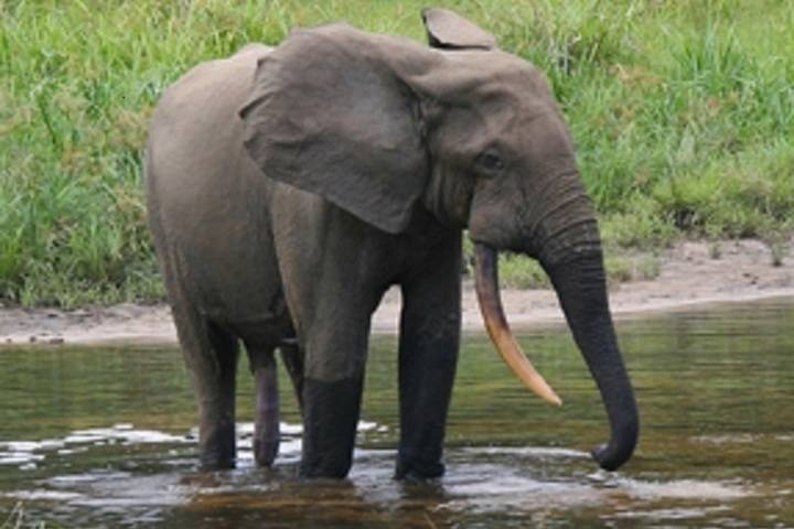 Африканские лесные слоны оказались на грани исчезновения