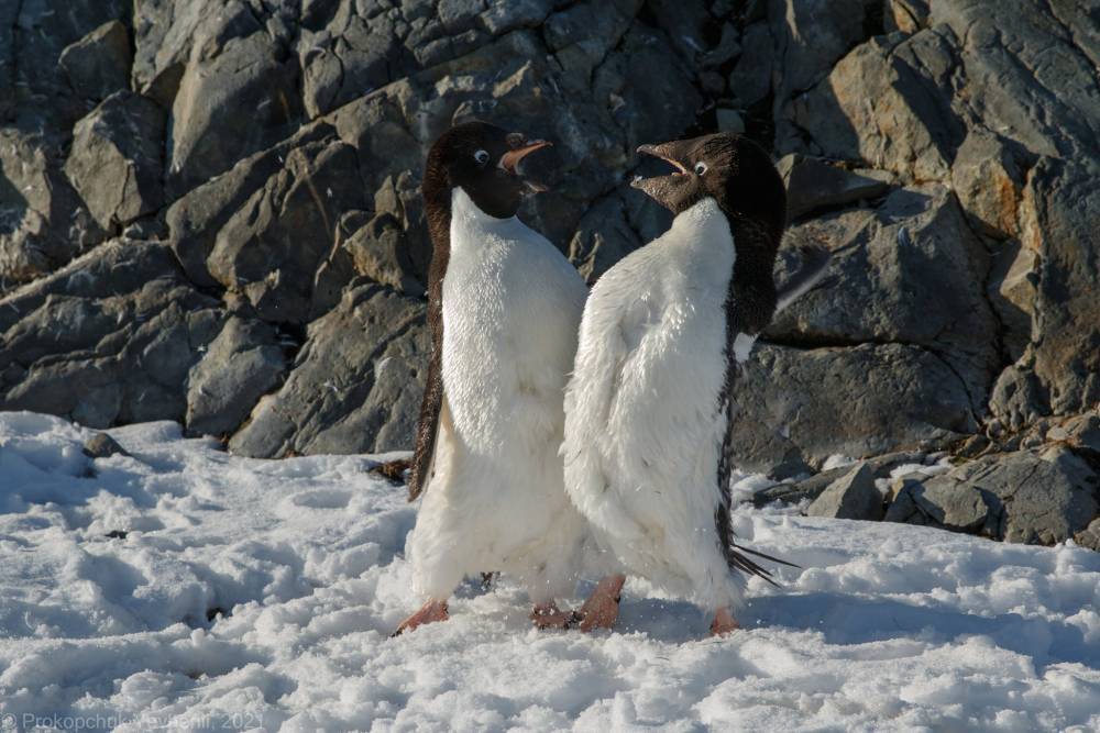Разборки пингвинов попали на фото: забавные кадры