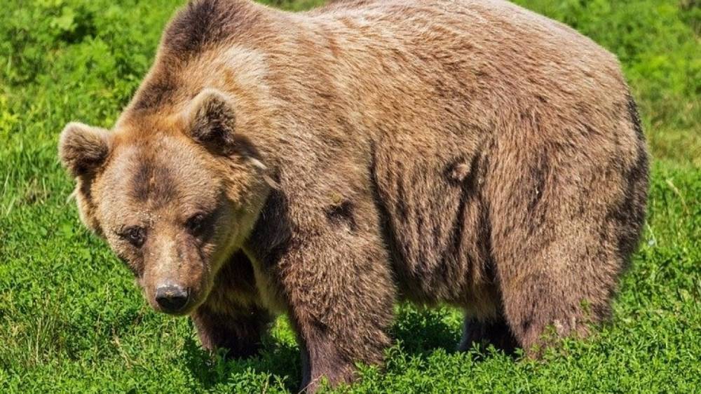 Медведь залез в джакузи на террасе частного дома в США