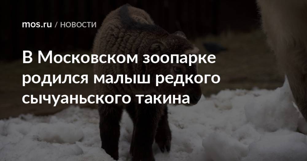 В Московском зоопарке родился малыш редкого сычуаньского такина