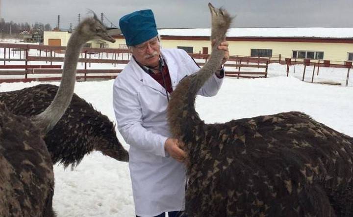 Ветеринары проверили здоровье 150 страусов в Подмосковье