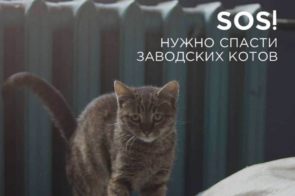 Бывшие работники Севкабеля просят помочь котикам