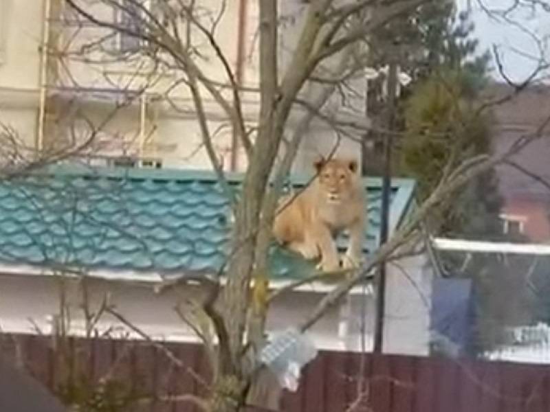 В Одинцове местные жители заметили у соседей на крыше львицу