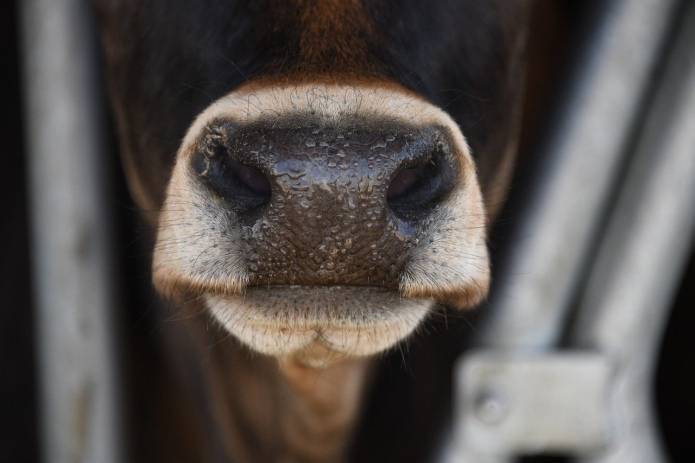 Инвесторы с капиталом €2 трлн выступили против дотаций на говядину