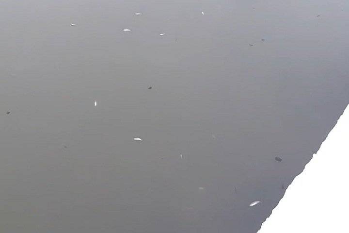 Рыбу отравили в реке под Новосибирском