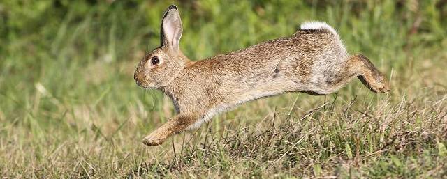 Ученые нашли позволяющий кроликам прыгать ген