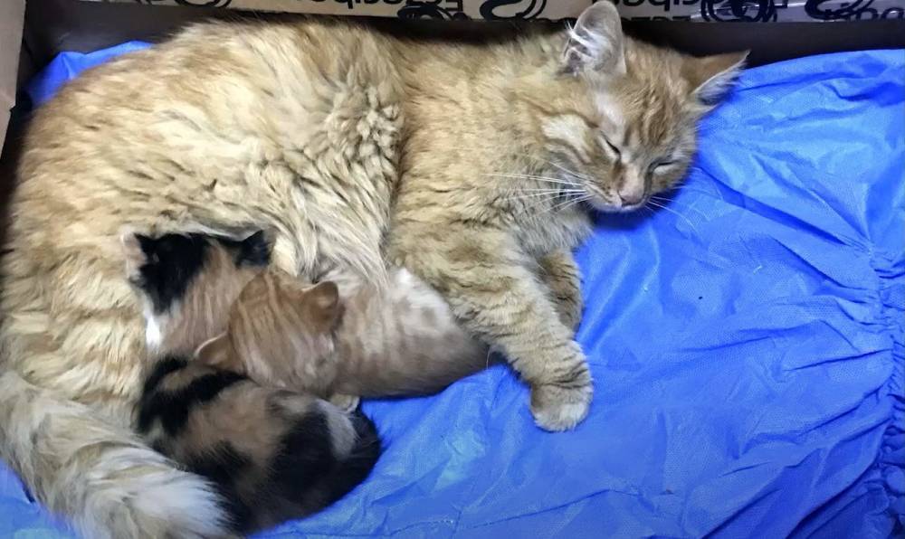 В Турции кошка сама принесла врачам своих больных котят: милое видео