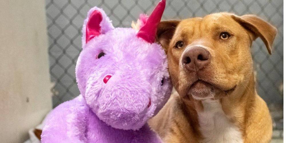 В США бездомный пес пять раз воровал из магазина мягкую игрушку, потом ему ее подарили — фото