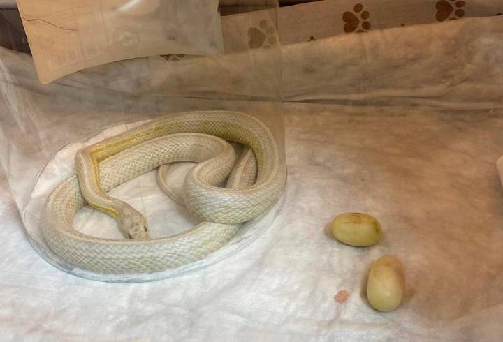 Российские ветеринары провели уникальную операцию 200-граммовой змее