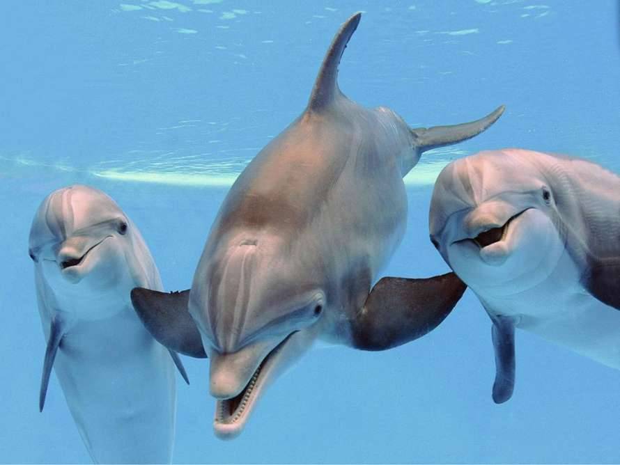 У людей и дельфинов выявили схожие черты характера