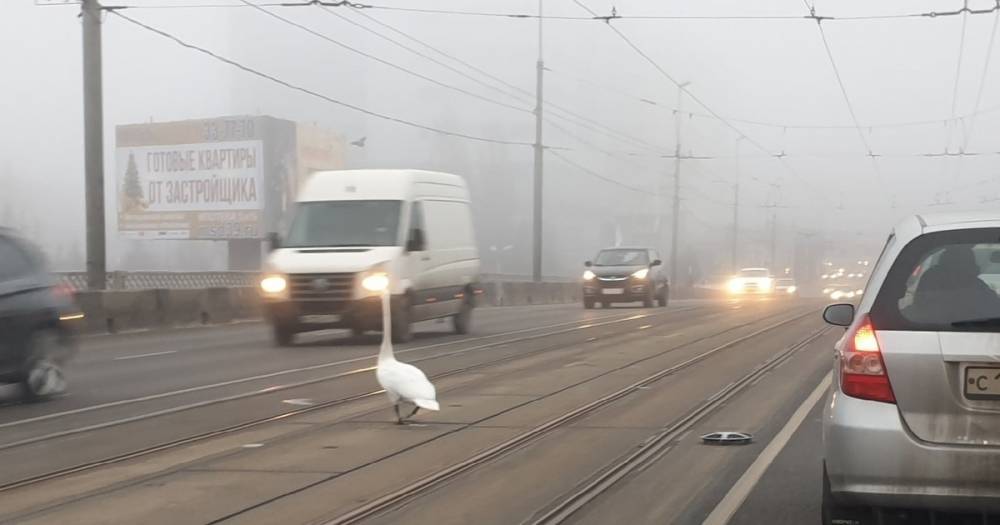 В Калининграде лебедь вышел на проезжую часть (фото)