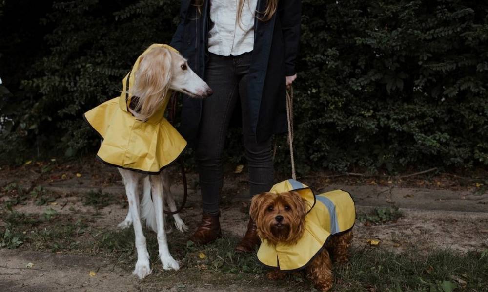 Власти Петрозаводска опубликовали правила выгула собак в городе
